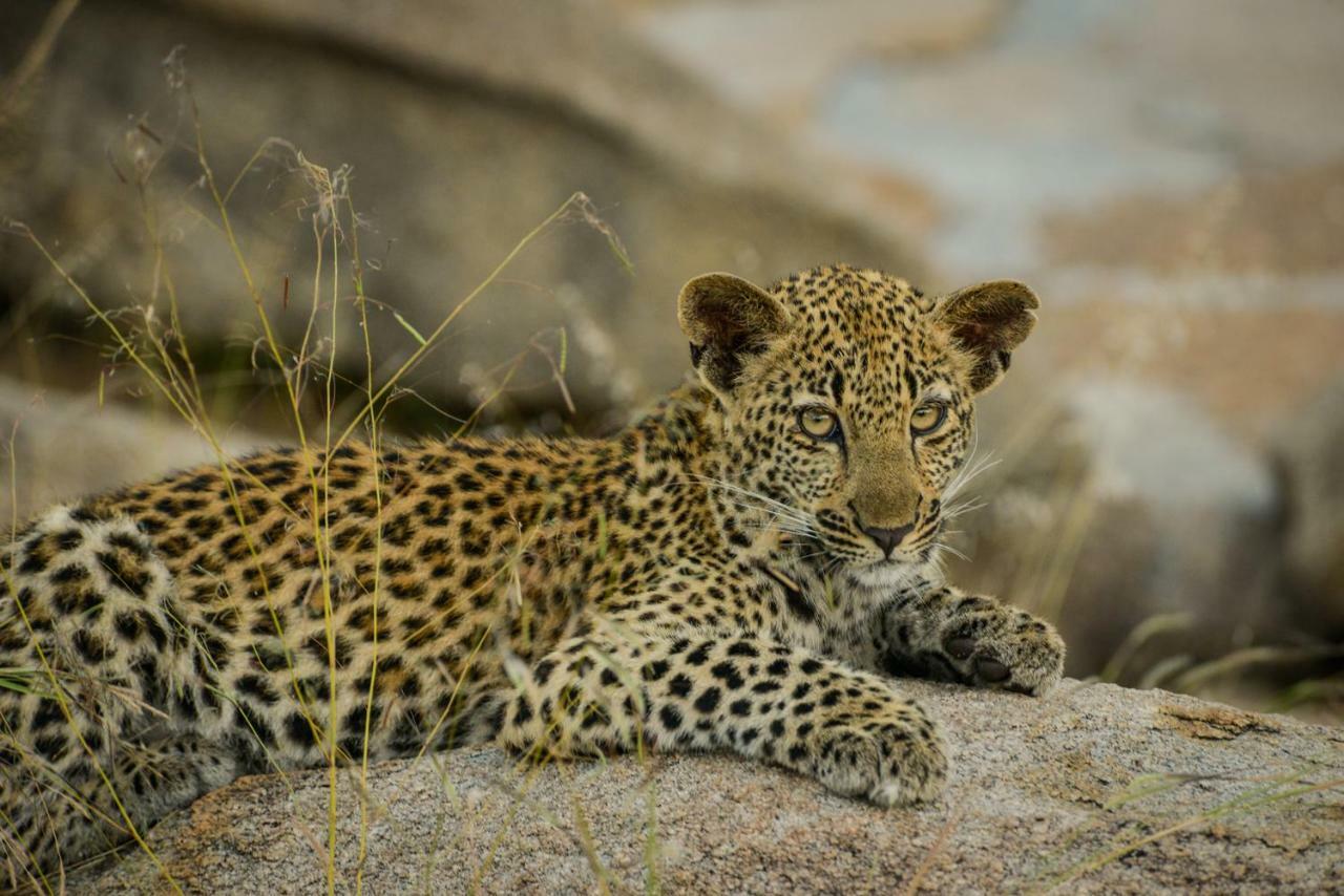Lion Sands - Tinga Lodge Skukuza Bagian luar foto