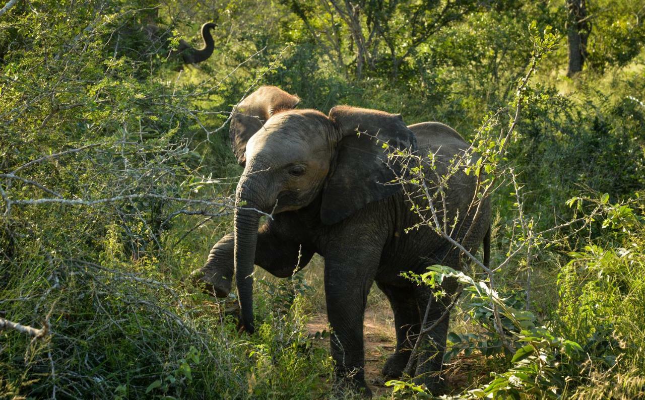 Lion Sands - Tinga Lodge Skukuza Bagian luar foto